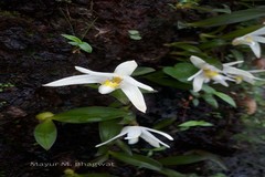 Conchidium braccatum